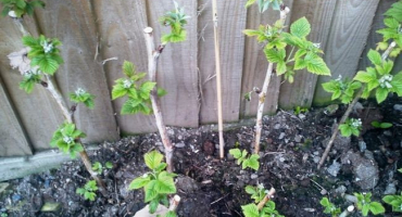 Jak množit ostružiny vzduchovými vrstvami a zelenými řízky doma